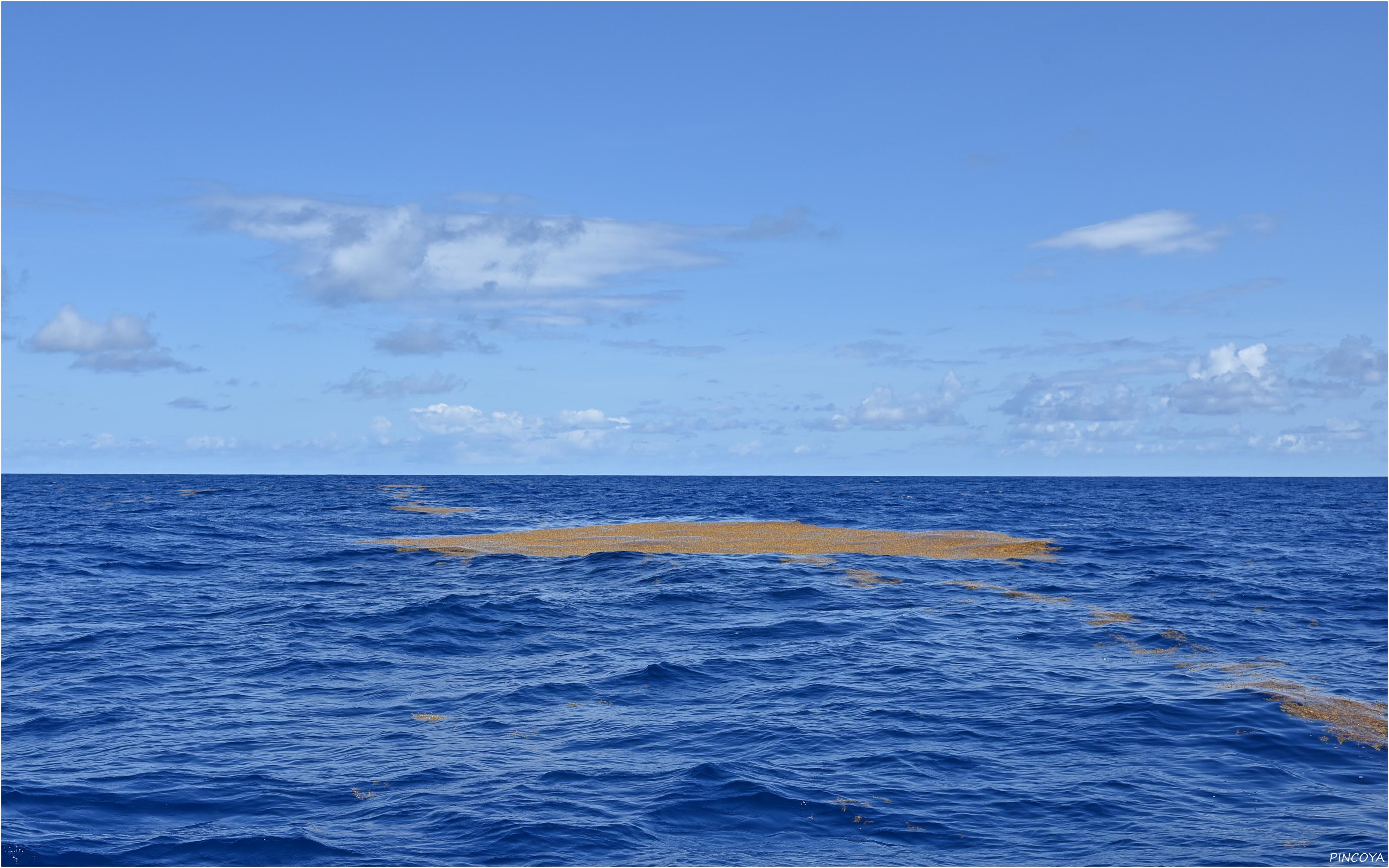 „Sargassum, überall Sargassum. Unmengen!“