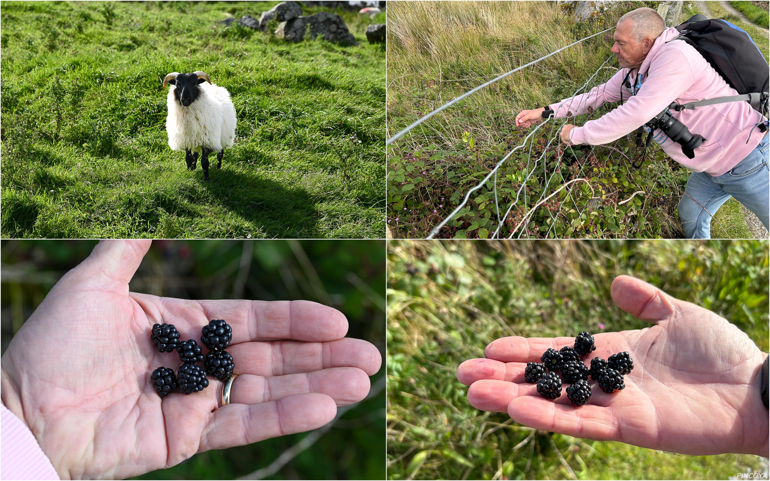 „Verpflegung ohne Konkurrenz, denn Schafe mögen keine Brombeeren.“