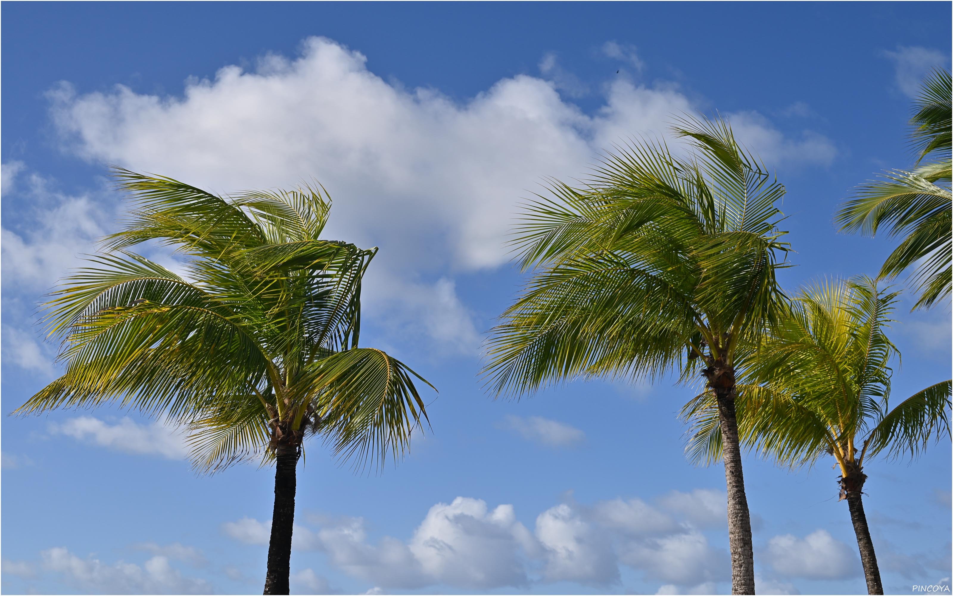 „Windzerzauste Palmen“