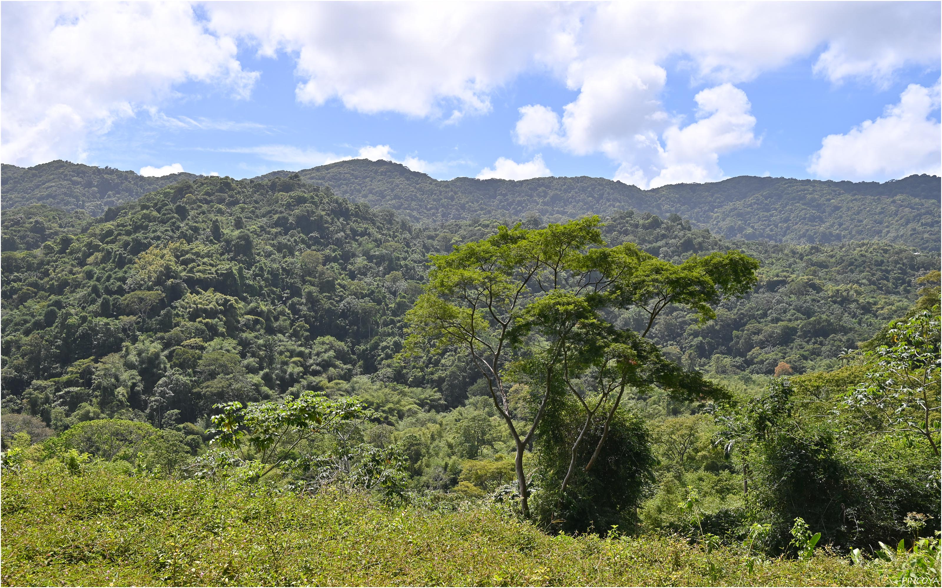 „Der Tobagoer Regenwald.“