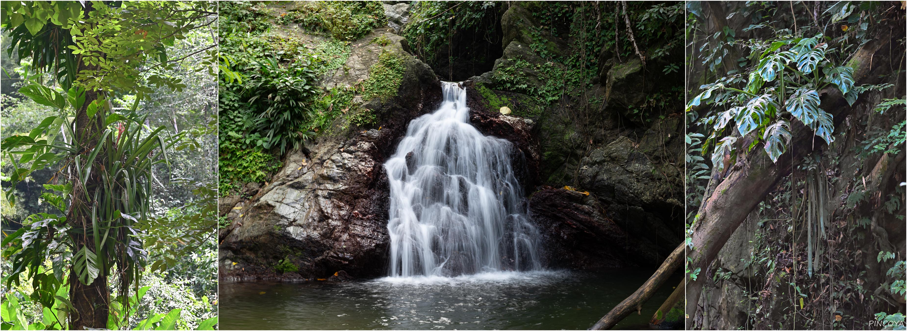 „Regenwaldwasserfälle“